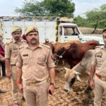 HAMARA KASHI |वाराणसी | थाना सिंधौरा पुलिस टीम ने एक पिकअप पर लदी 05 राशि गोवंश को किया बरामद