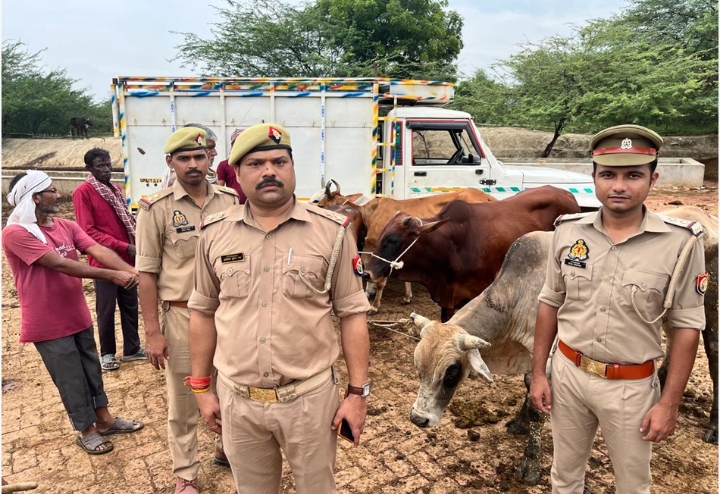 HAMARA KASHI |वाराणसी | थाना सिंधौरा पुलिस टीम ने एक पिकअप पर लदी 05 राशि गोवंश को किया बरामद